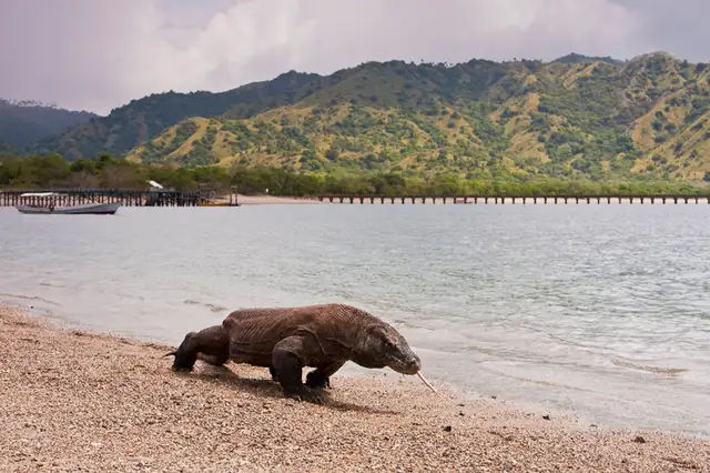 Flores y Komodo, Indonesia